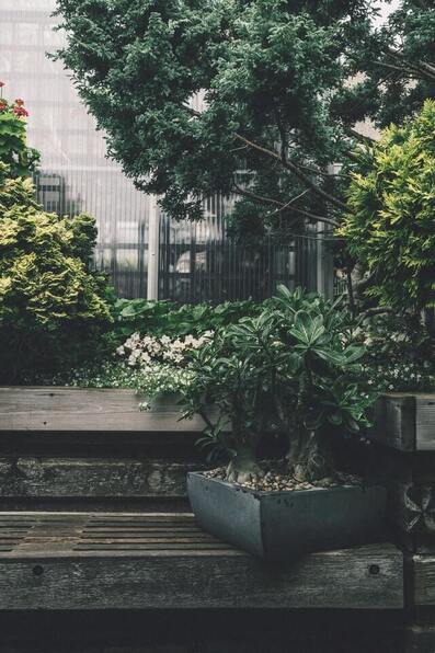 cuidado cerezo flor bonsai